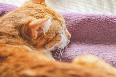 Kırmızı ve beyaz kitty yeni Menekşe ekose pencere üzerinde uyuyan huzur dolu. Rahat ev concept. Yakın çekim.