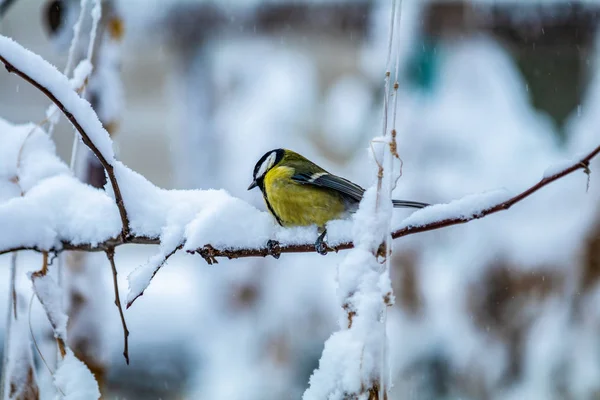 冷たい雪のフレークと明るいホワイト ウィンター パークに霜の結晶で覆われて枝間面白いの好奇心が強い少し鳥報復に座る — ストック写真