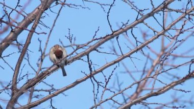 Serçe ağacı dalı. Güneşli bir gün. Mavi gökyüzü. Güzel erken kış soğuk gün. Sığ derinlik-in tarla 59.94 fps