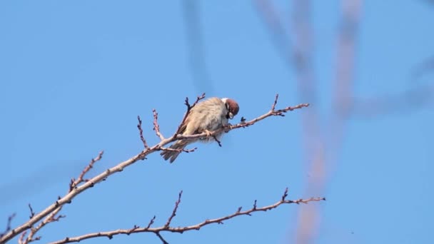 Moineau Sur Branche Arbre Journée Ensoleillée Ciel Bleu Belle Journée — Video