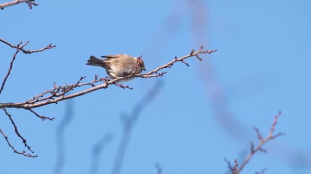 Moineau Sur Branche Arbre Journée Ensoleillée Ciel Bleu Belle Journée — Video