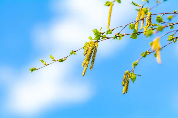 Huş (Betula sp.) yaprakları ve parlak mavi gökyüzü karşı kedicikler. Dalları ile taze yeni çiçek açan bir huş ağacının yaprakları erken ilkbaharda.