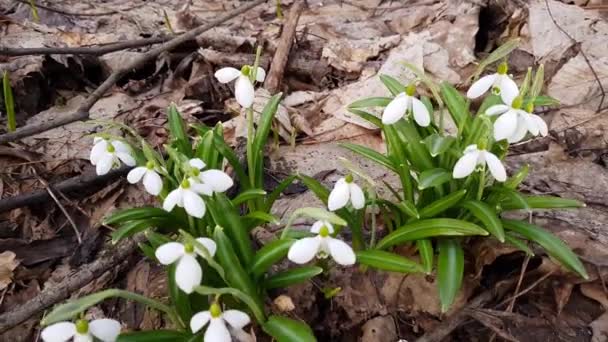 Frühling Blumen Schneeglöckchen Wind Natur Hintergrund Weiße Blühende Schneeglöckchen Gefaltet — Stockvideo