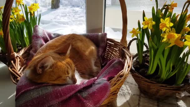 朝の日光 睡眠の赤猫 黄色の花水仙が付いているバスケットの窓辺にかわいい面白い赤白猫のクローズ アップ — ストック動画