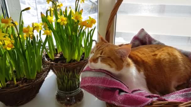 朝の日光 睡眠の赤猫 黄色の花水仙が付いているバスケットの窓辺にかわいい面白い赤白猫のクローズ アップ — ストック動画