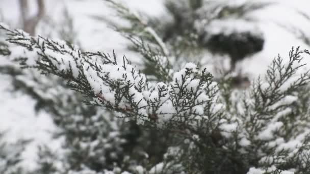 Gren Thuja Cypress Träd Täckta Med Snö Blåsigt Väder Blizzard — Stockvideo