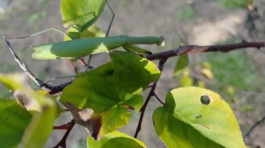 Parlak yeşil peygamber devesi veya Mantis bileğinde ağaçlarda sonbahar güneşli gün, esinti