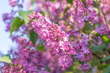 Mavi gökyüzü arka plan, mor Eflatun çiçekler