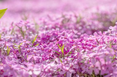 Pembe mor ihale phlox. Güzel ilkbahar yaz arka plan