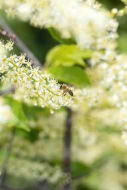 Birçok küçük çiçekler ile güzel bahar sahne