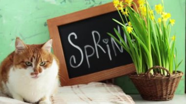 Sevimli kırmızı beyaz kedi mektupları bahar Siyah Kara tahta ayakta hasır sepet sarı çiçeği nergis ile yeşil beton yüzeyi üzerinde yazı kaligrafik yazıt el yakınındaki dinlenme.