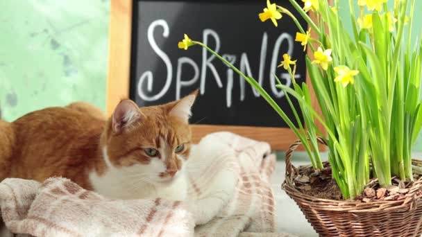 Carino Gatto Bianco Rosso Che Riposa Vicino All Iscrizione Calligrafica — Video Stock