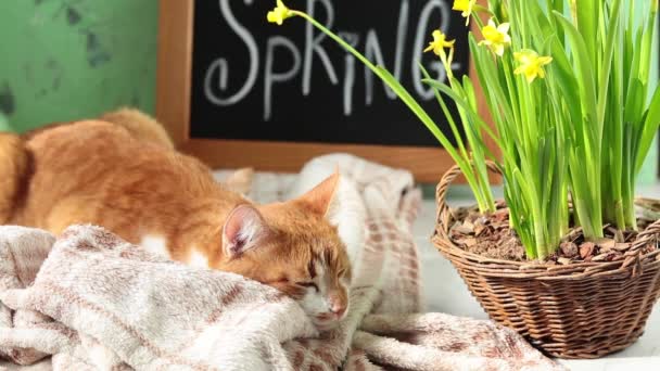 Gato Branco Vermelho Bonito Que Descansa Perto Inscrição Caligráfica Letras — Vídeo de Stock