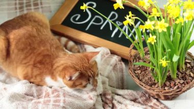 Sevimli kırmızı beyaz kedi mektupları bahar Siyah Kara tahta ayakta hasır sepet sarı çiçeği nergis ile yeşil beton yüzeyi üzerinde yazı kaligrafik yazıt el yakınındaki dinlenme.