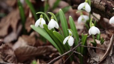 Beyaz çiçek açan kardelen katlanmış veya orman arka planda Galanthus plicatus. Rüzgar, hafif esinti, bulutlu bir bahar günü, dolly atış, kapatın bu alanın 59,94 sığ derinliklerde, fps