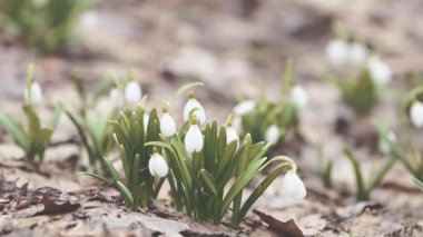 Grup beyaz çiçek açan kardelen katlanmış veya orman arka planda Galanthus plicatus. Rüzgar, hafif esinti, bulutlu bir bahar günü, dolly atış, yakın alan, tonda video, 59,94 sığ derinliklerde, fps