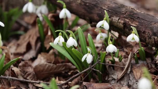 Beyaz Çiçek Açan Kardelen Katlanmış Veya Orman Arka Planda Galanthus — Stok video