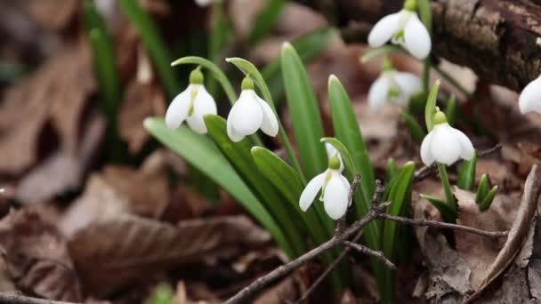 Beyaz Çiçek Açan Kardelen Katlanmış Veya Orman Arka Planda Galanthus — Stok video