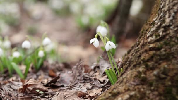Dvě Bílé Kvetoucí Sněženka Složené Nebo Galanthus Plicatus Poblíž Stromu — Stock video