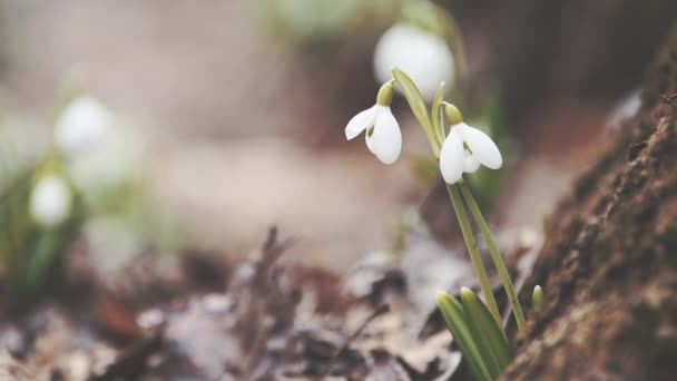 Dos Nevadas Blancas Dobladas Galanthus Plicatus Cerca Árbol Cubierto Musgo — Vídeos de Stock