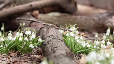 Beyaz çiçek açan kardelen katlanmış veya Galanthus plicatus tree yakınındaki orman arka plan yosun kaplı. Rüzgar, hafif esinti, bulutlu bir bahar günü, dolly atış, tonda, ağır çekim Full Hd video, 30 kare/sn