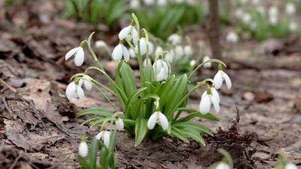 Grupo Flores Brancas Snowdrop Dobrado Galanthus Plicatus Fundo Floresta Vento — Vídeo de Stock