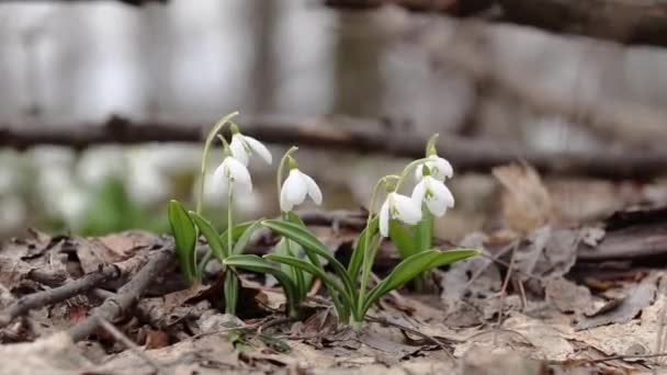 Групувати Білий Квітучий Снігопад Складений Або Galanthus Plicatus Фоні Лісу — стокове відео