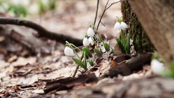 Группа Белых Цветущих Подснежников Сложена Galanthus Plicatus Рядом Старым Деревом — стоковое видео