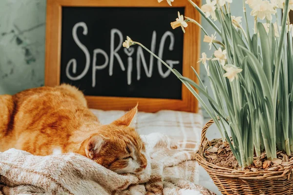 Kot wiosna przychodzi koncepcja tło — Zdjęcie stockowe