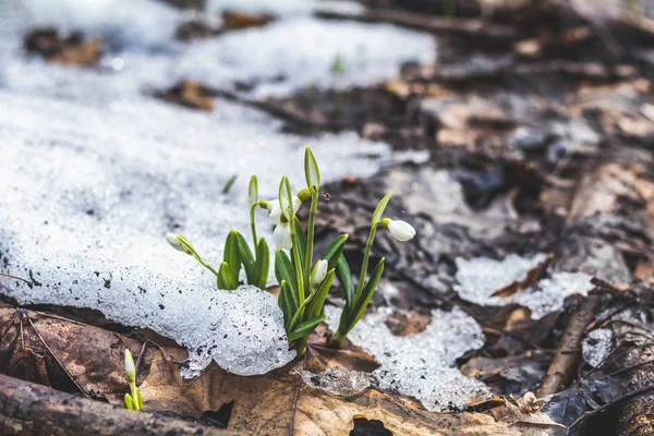 Белые цветущие подснежники сложены или Galanthus копия в снегу — стоковое фото