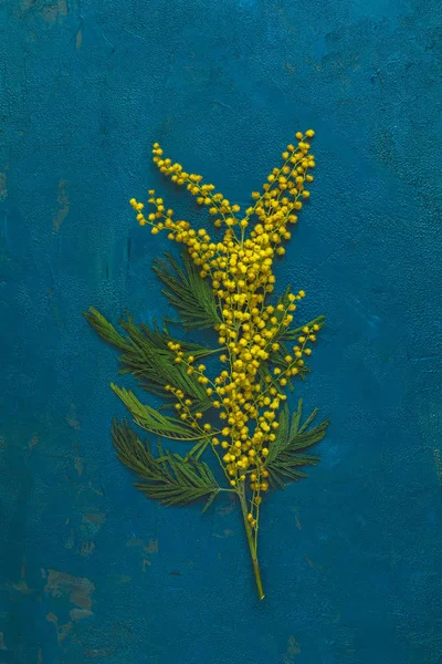 Вітальна листівка з мімозою на темно-синій поверхні — стокове фото