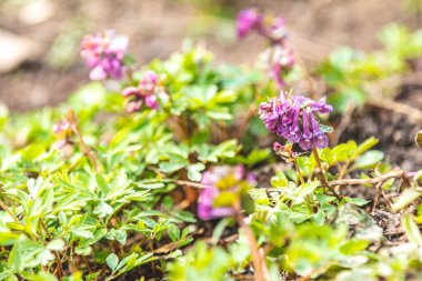 Güzel bahar çiçekleri doğa arka plan