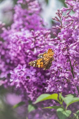 Çiçek syringa boyalı bayan kelebek