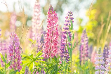 Pembe menekşe ilkbahar ve yaz çiçekleri. Yumuşak sıcak yumuşak renkler