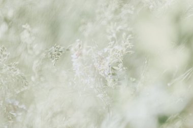 Pastel renk tonda açık doğa arka plan