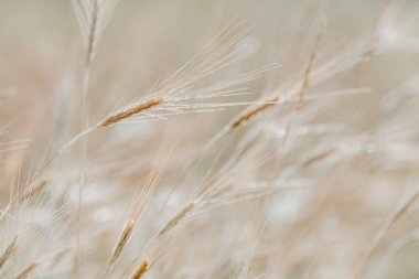 Güzel ışık doğa arka plan bulanık