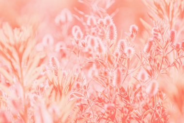 Güneş ile güzel vahşi çiçekler yapılmış mercan arka plan yaşam