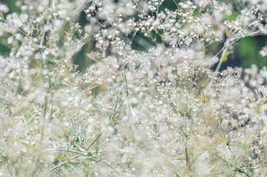 Beyaz Yabani çiçekler pastel renk bej ve serin sessiz ile tonlu 