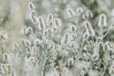 Güzel ışık doğa yabani çiçekler ile arka plan bulanık