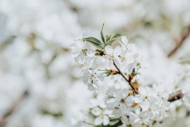 Çiçek açan ağaç ve güneş ile güzel doğa manzara flare