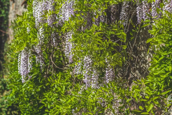 Glicine in piena fioritura in primavera — Foto Stock