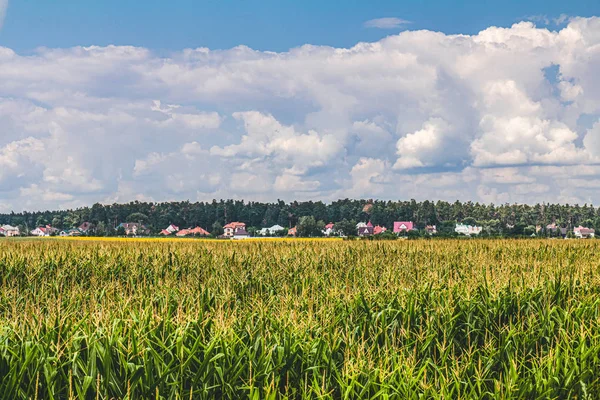 Maisfeld. weiter Blick auf die Landschaft — Stockfoto