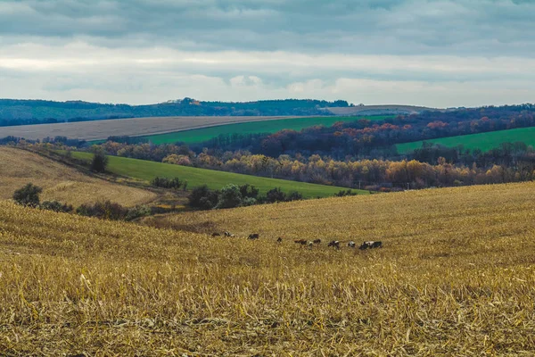 Ländliche Herbstlandschaft - Feld mit Kühen, Wald und Dorf — Stockfoto