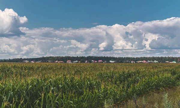 Кукурудзяне поле. Широкий вид на сільську місцевість — стокове фото