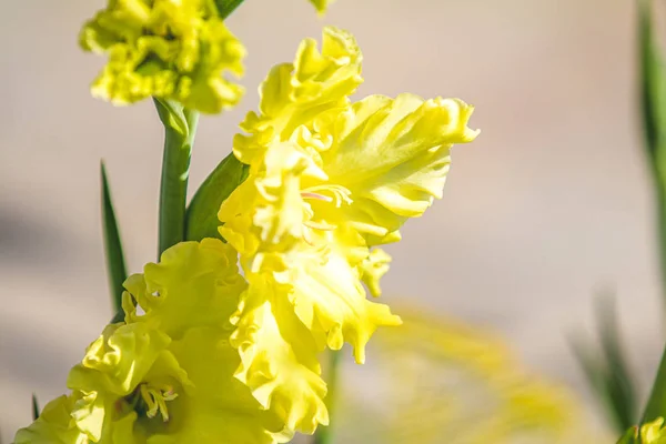 Gemme di gladiolo giallo primo piano illuminate dal sole . — Foto Stock