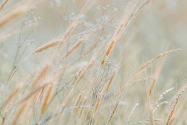 Güzel ışık doğa arka plan bulanık