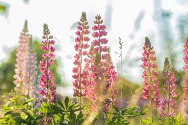 Pembe menekşe ilkbahar ve yaz çiçekleri