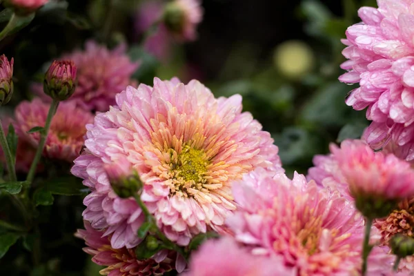 Beautiful pink violet chrysanthemum in the garden — Stock Photo, Image