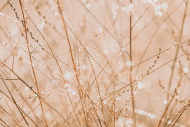 Doğal sabah güneş ışığında kuru çim üzerinde Sabah çiy