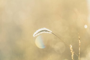 Doğal sabah güneş ışığında çim üzerinde Sabah çiy